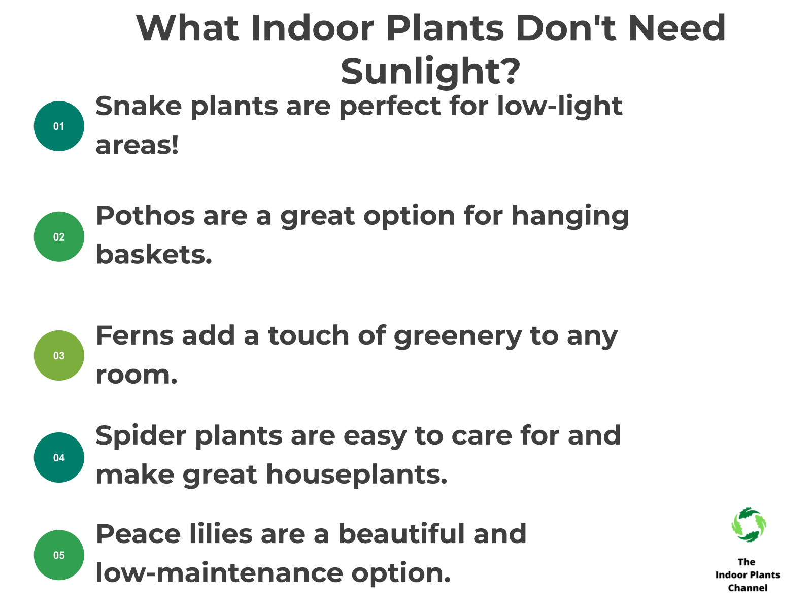 INFOGRAPHIC: What Indoor Plants Don’t Need Sunlight? 5 Perfect Picks!