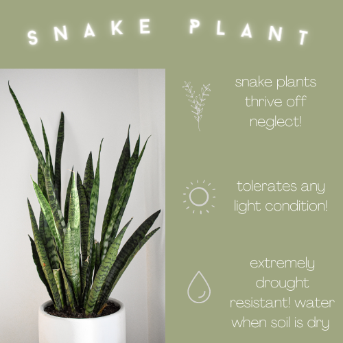 INFOGRAPHIC: Snake Plant