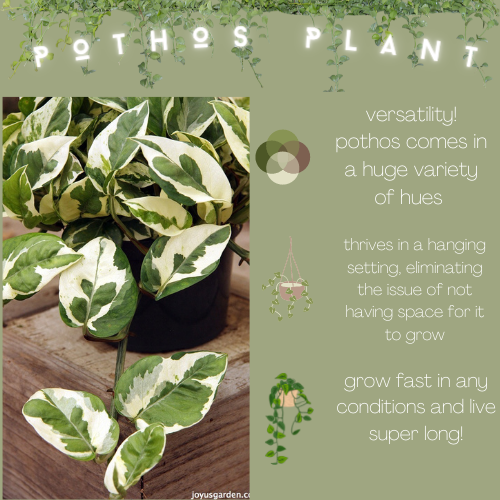 INFOGRAPHIC: Pothos