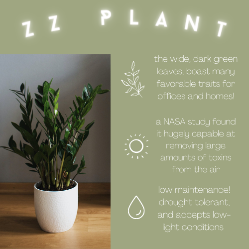 INFOGRAPHIC: ZZ Plant