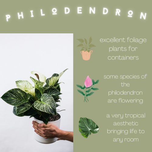 INFOGRAPHIC: Philodendron