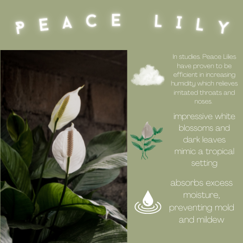 INFOGRAPHIC: Peace Lily