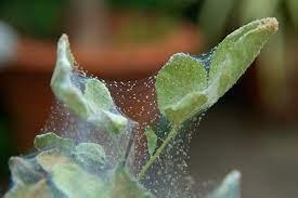 Where Do Spider Mites Come From On Indoor Plants