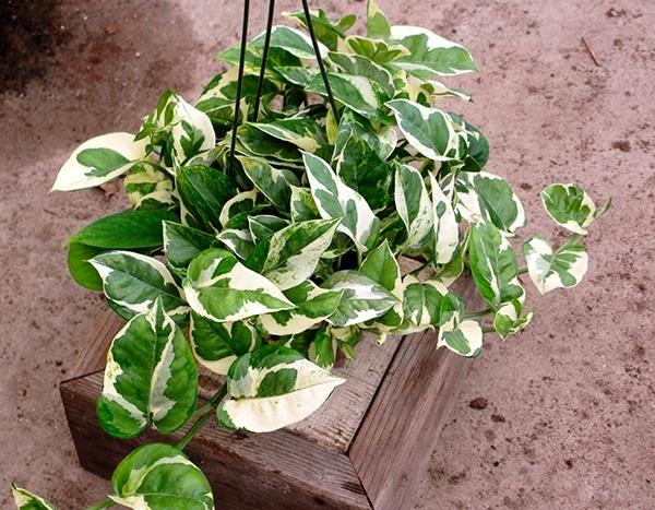 What Indoor Plants Don’t Need Sunlight? 5 Perfect Picks!