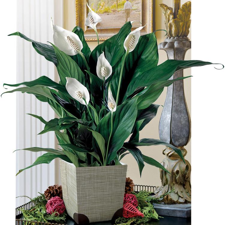 Peace Lily