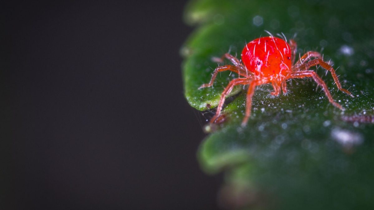 How To Get Rid Of Spider Mites On Your Indoor Plants