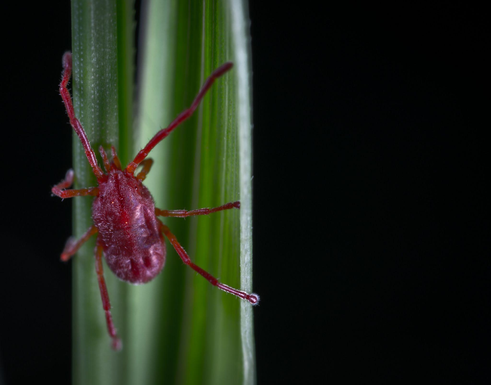 Spider Mites