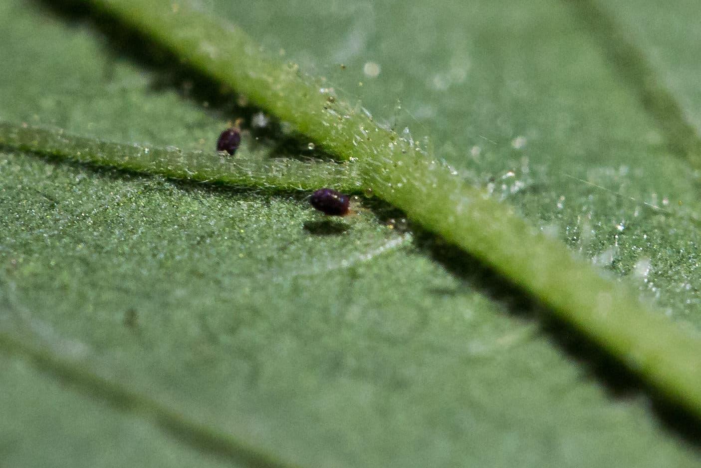 Where Do Spider Mites Come From On Indoor Plants