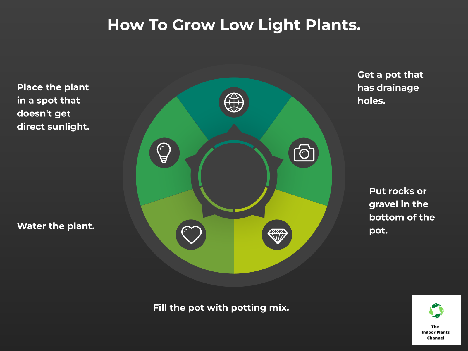 INFOGRAPHIC: How to grow low light plants.