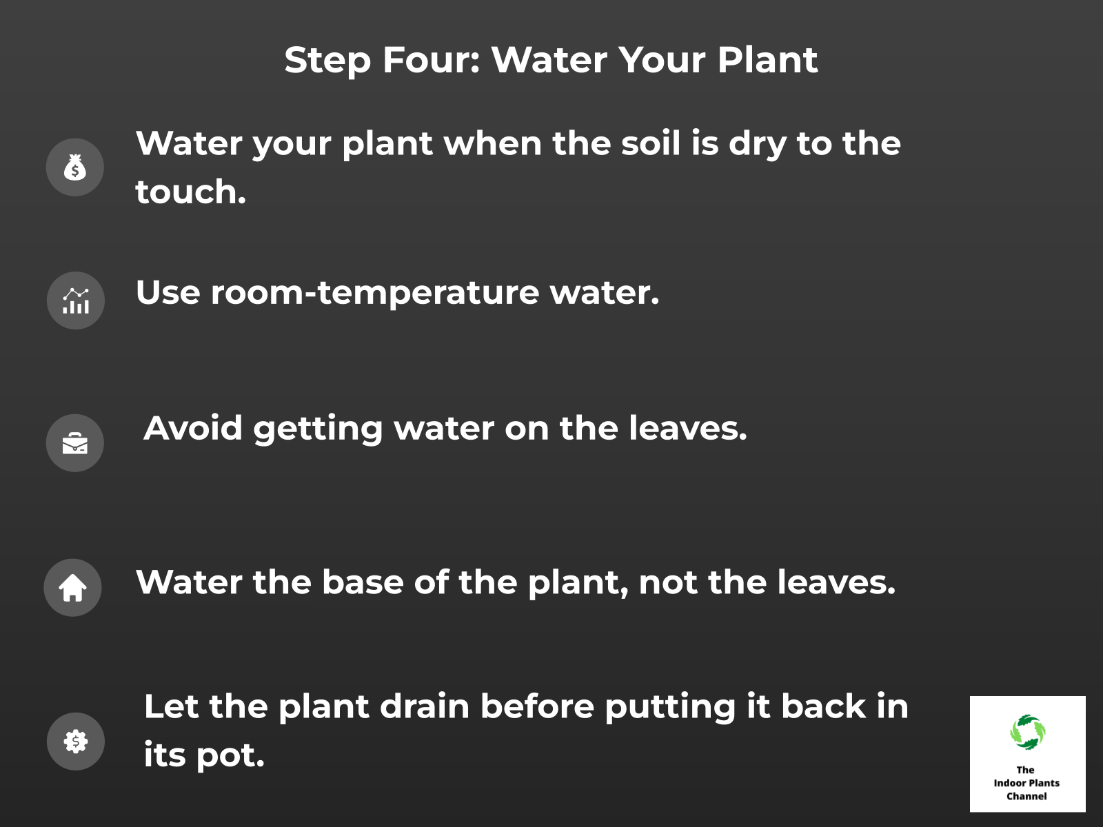 A Step-by-step Guide To Indoor Plants