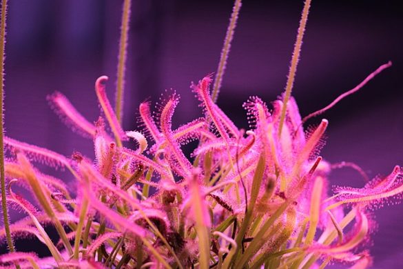 How To Use Led Grow Lights For Indoor Plants - A Beginner's Guide