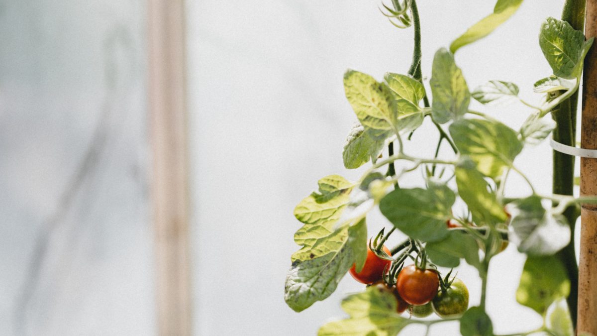 How Often Should You Water Tomato Plants In Pots