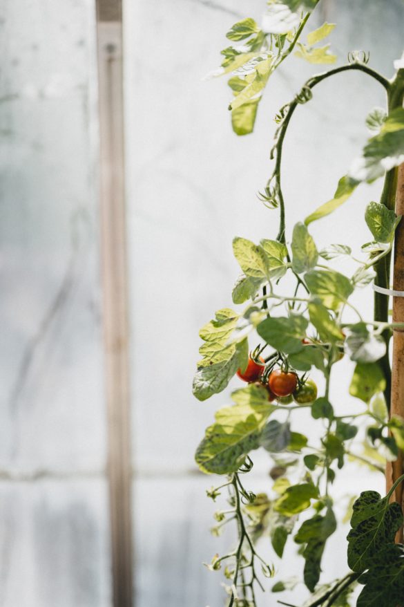 How Often Should You Water Tomato Plants In Pots