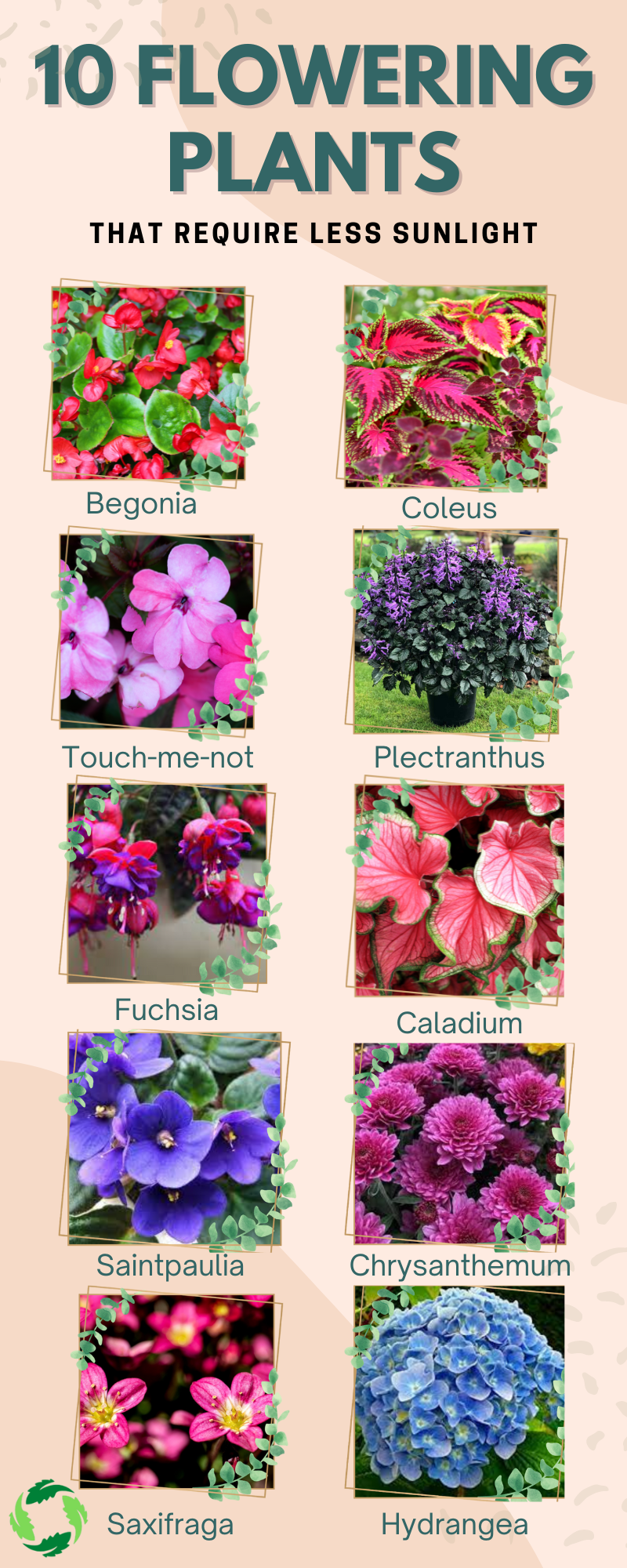 Top 10 Flowering Plants That Require Less Sunlight