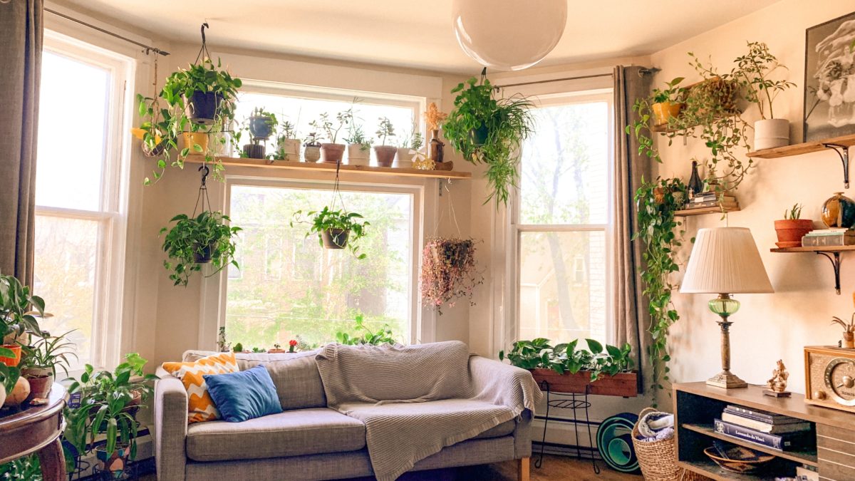 13 Things About Indoor Plants You May Not Have Known