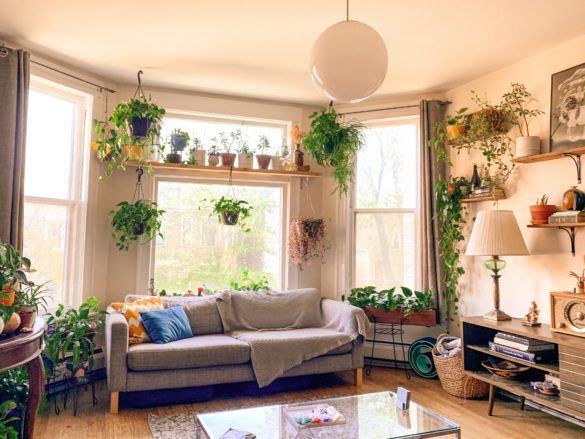 13 Things About Indoor Plants You May Not Have Known