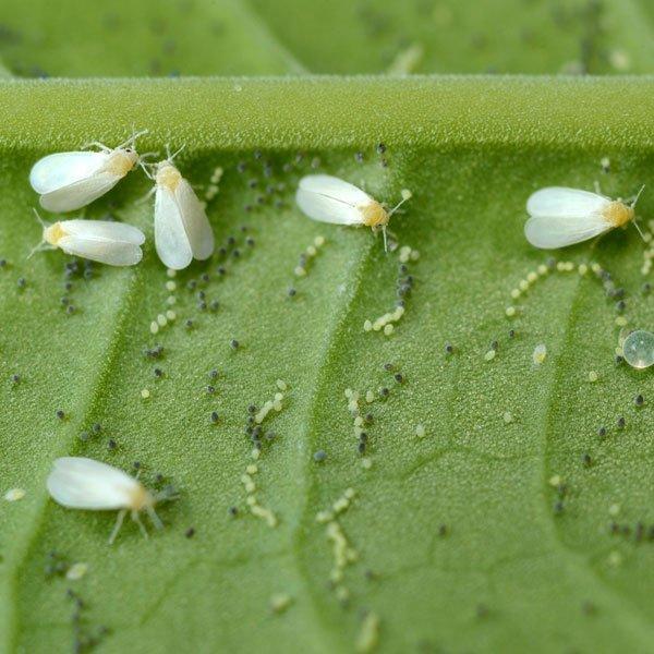 How To Get Rid Of Bugs On Indoor Plants Naturally