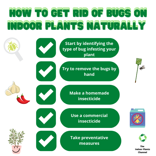 How To Get Rid Of Bugs On Indoor Plants Naturally