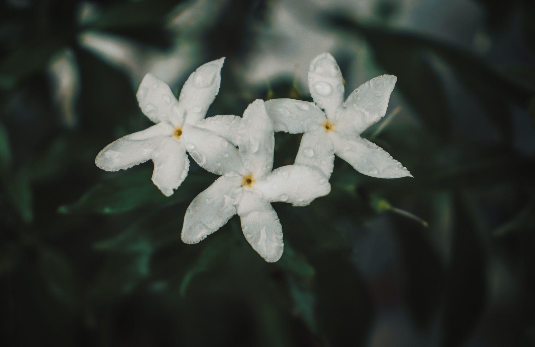 How To Care For Jasmine Plants In Pots: Water Them Regularly