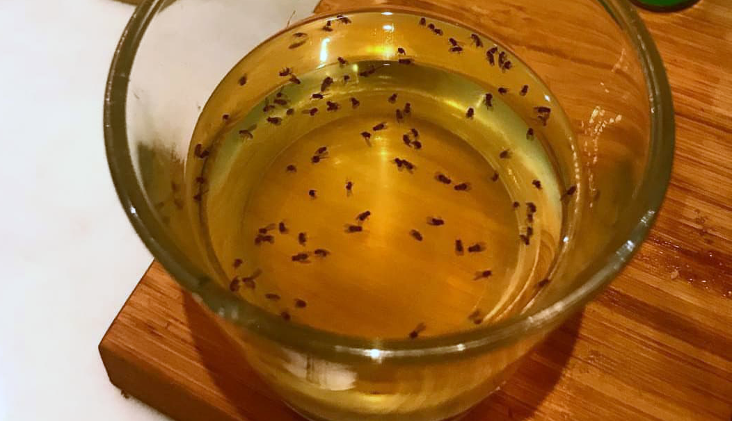 How To Get Rid Of Fruit Flies Naturally