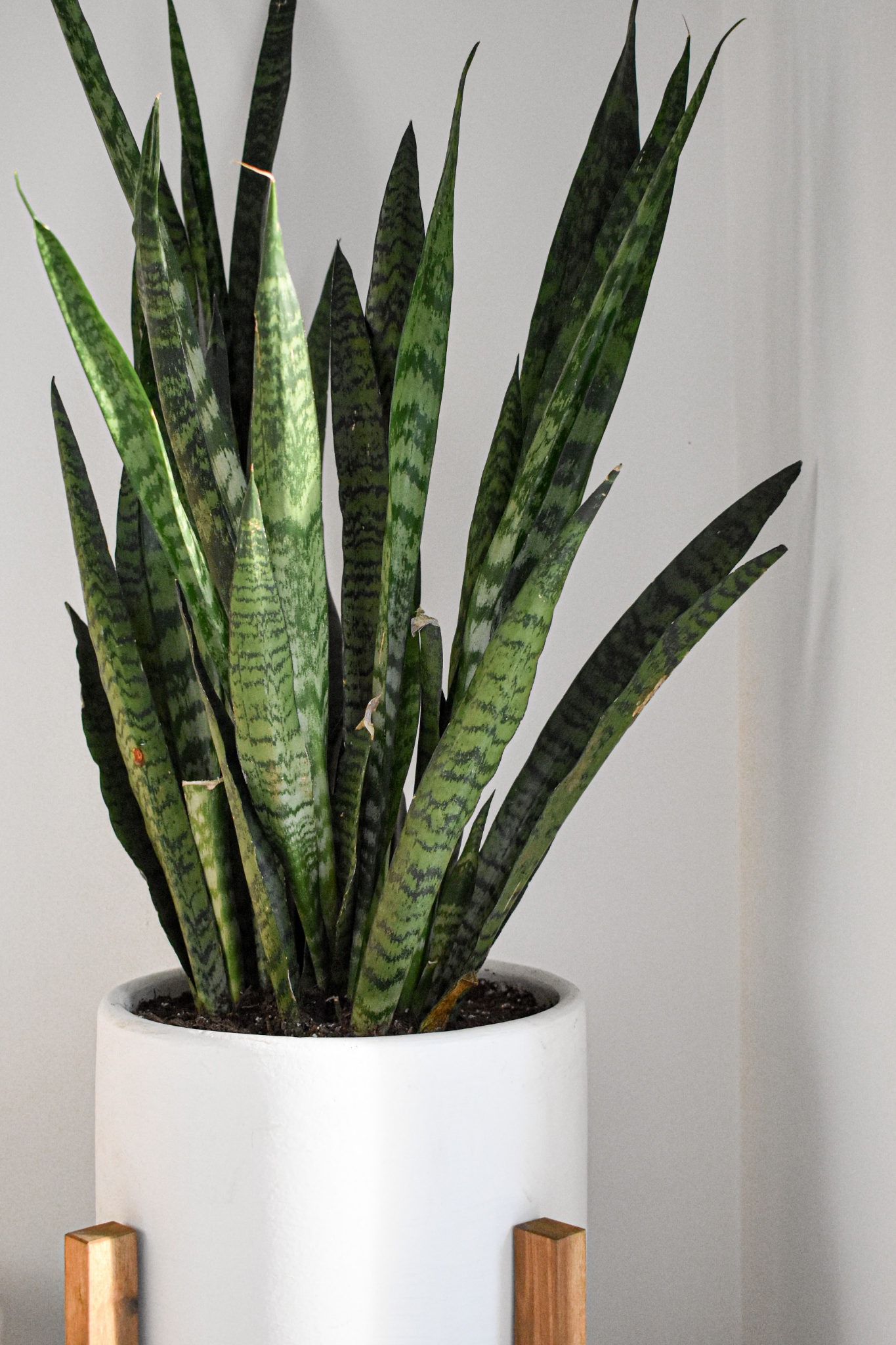 A Beginner's Guide To Indoor Plants