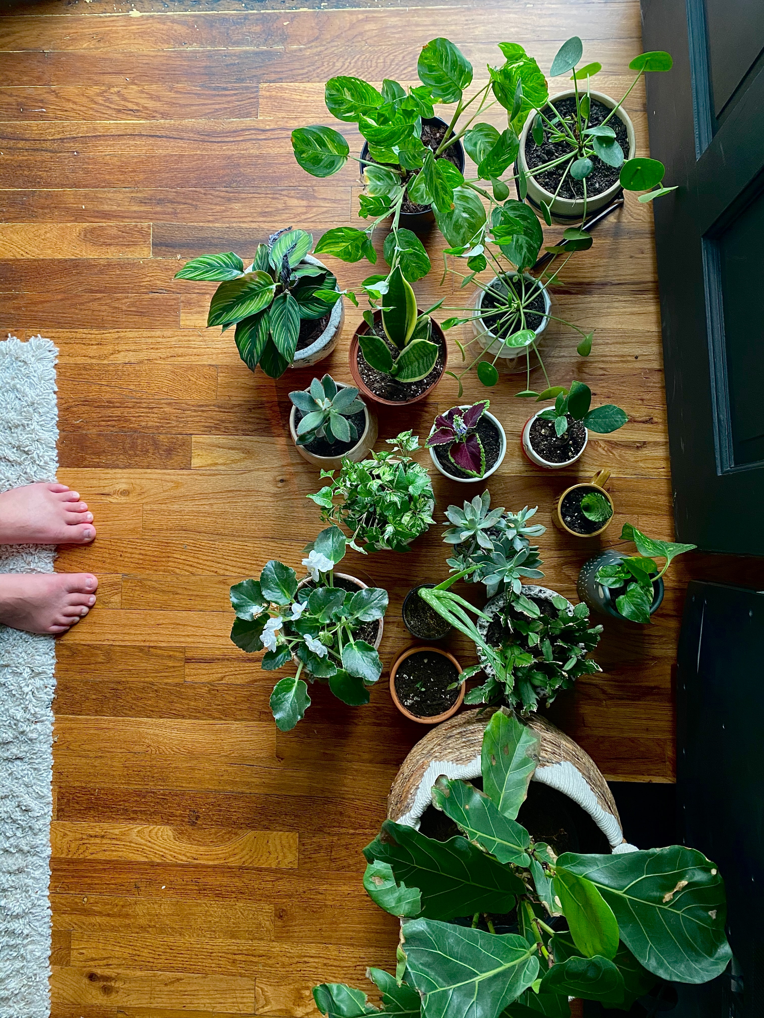 A Beginner's Guide To Indoor Plants