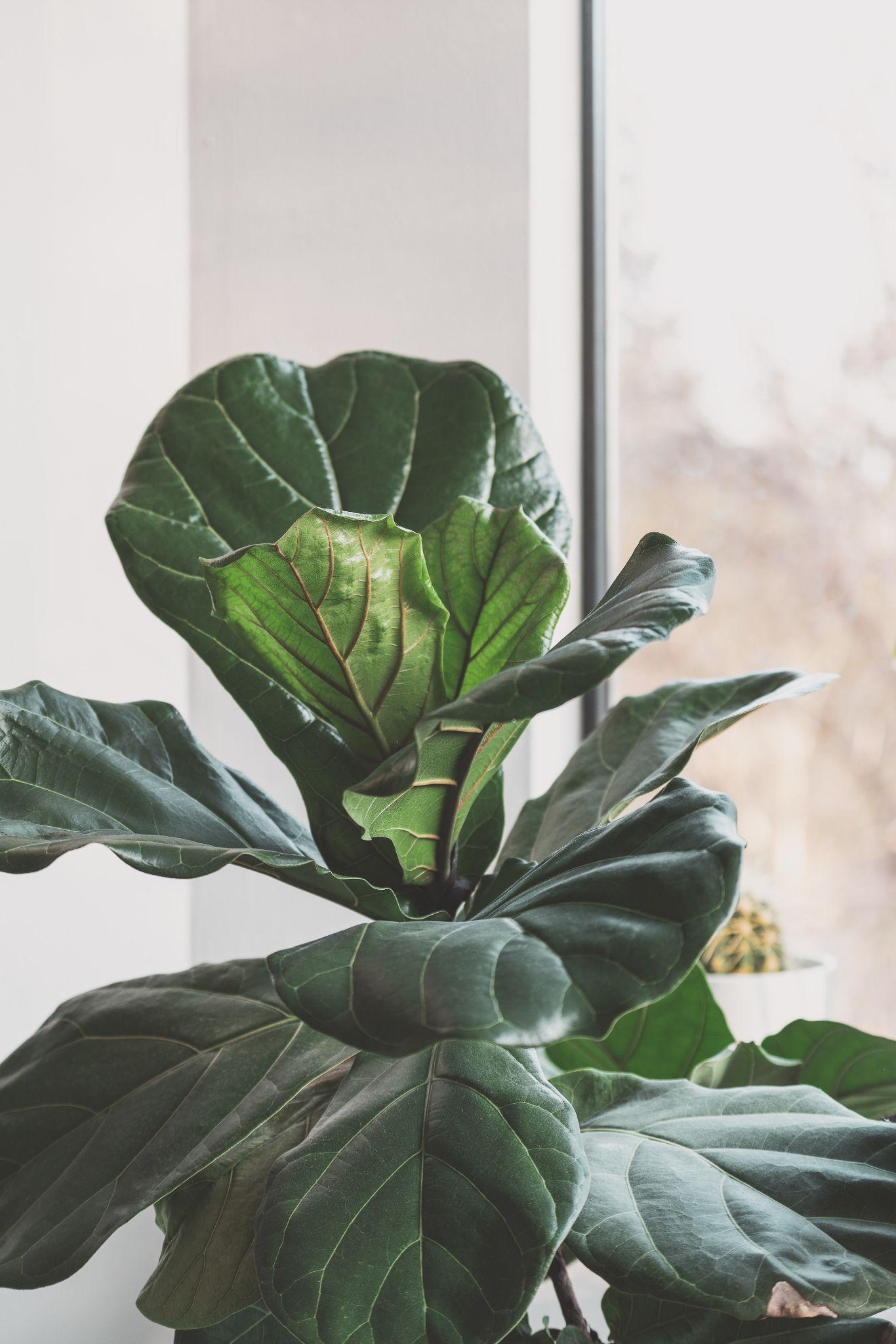 15 Up-and-coming Trends About House Plants