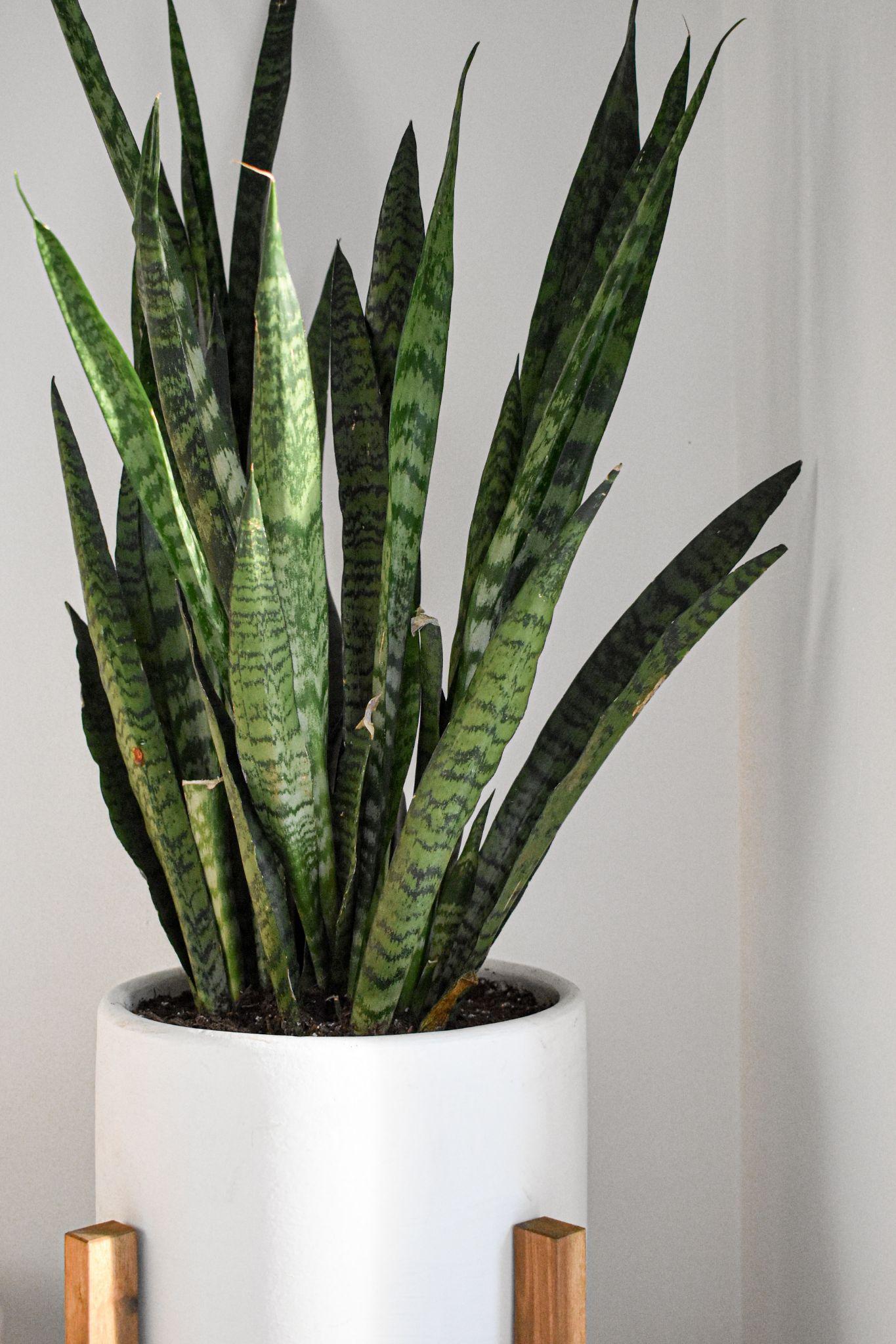 15 Up-and-coming Trends About House Plants