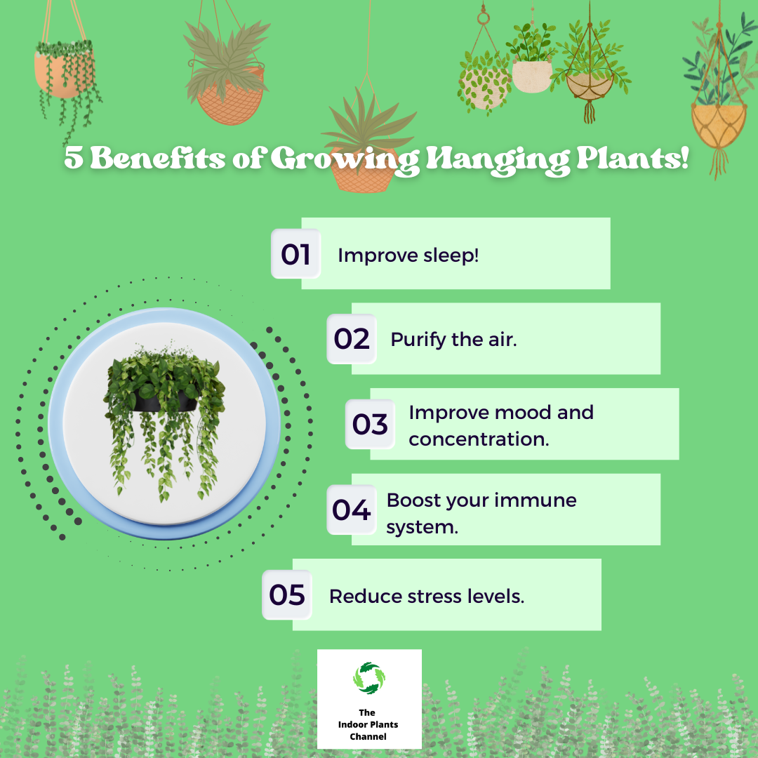 The Advanced Guide To Hanging Plants