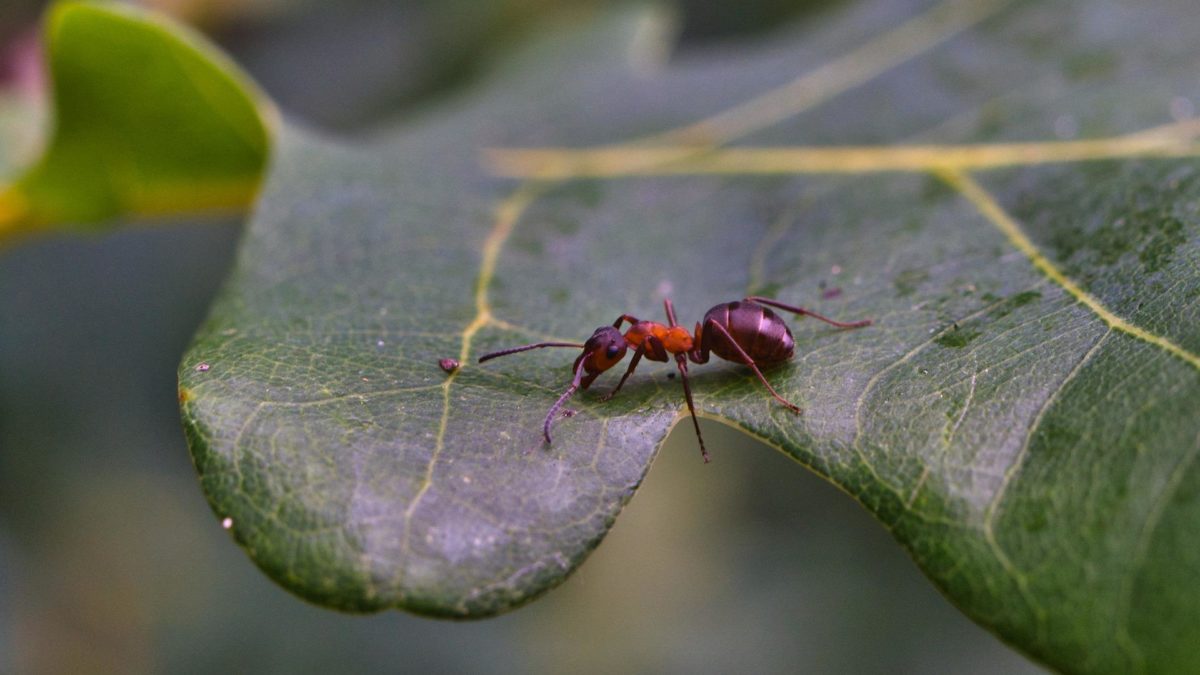 How To Get Rid Of Ants In House Plants Naturally