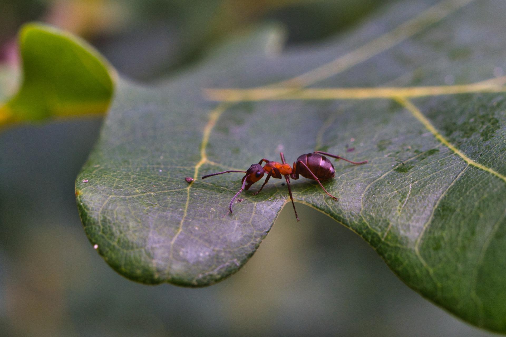 How To Get Rid Of Ants In House Plants Naturally