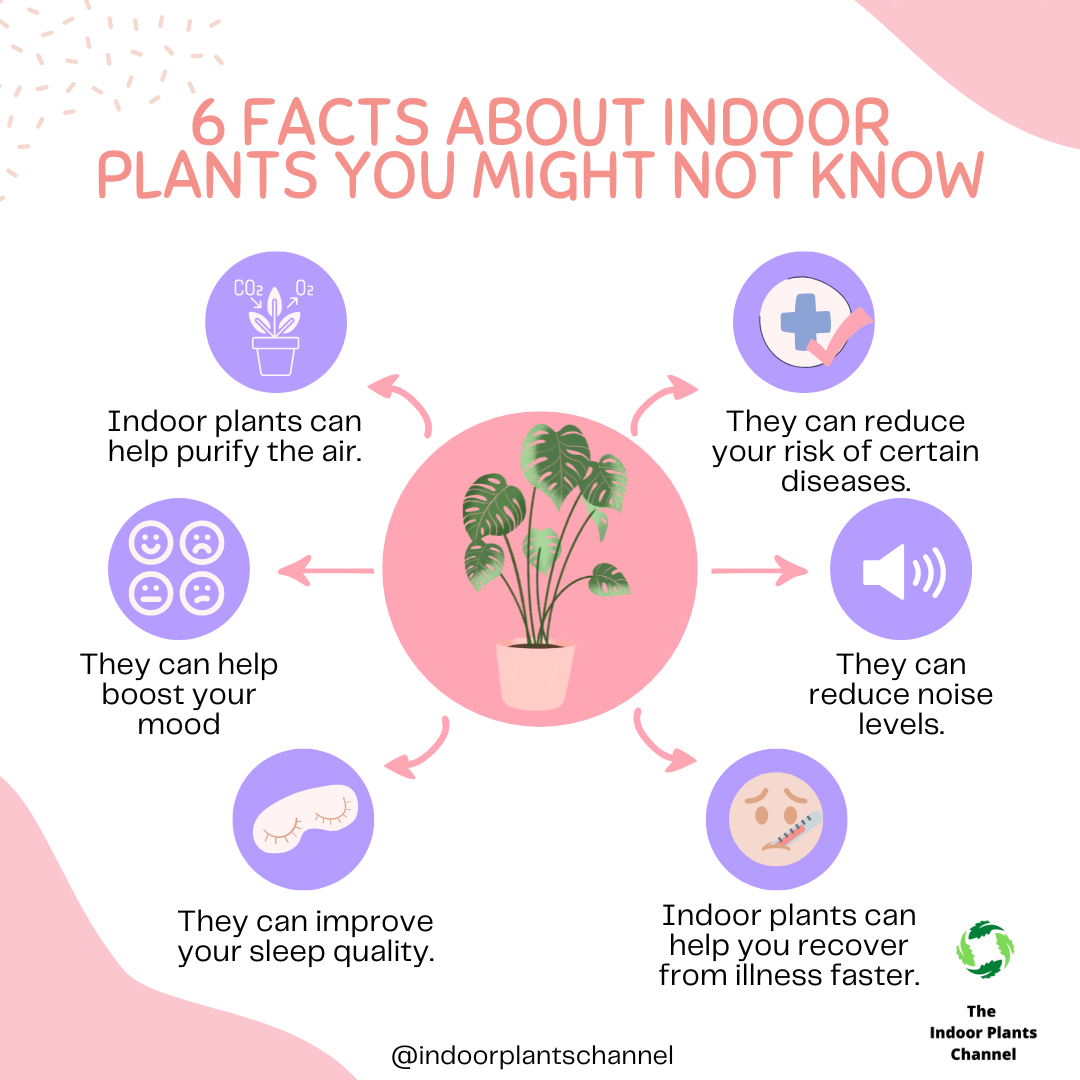 13 Things About Indoor Plants You May Not Have Known