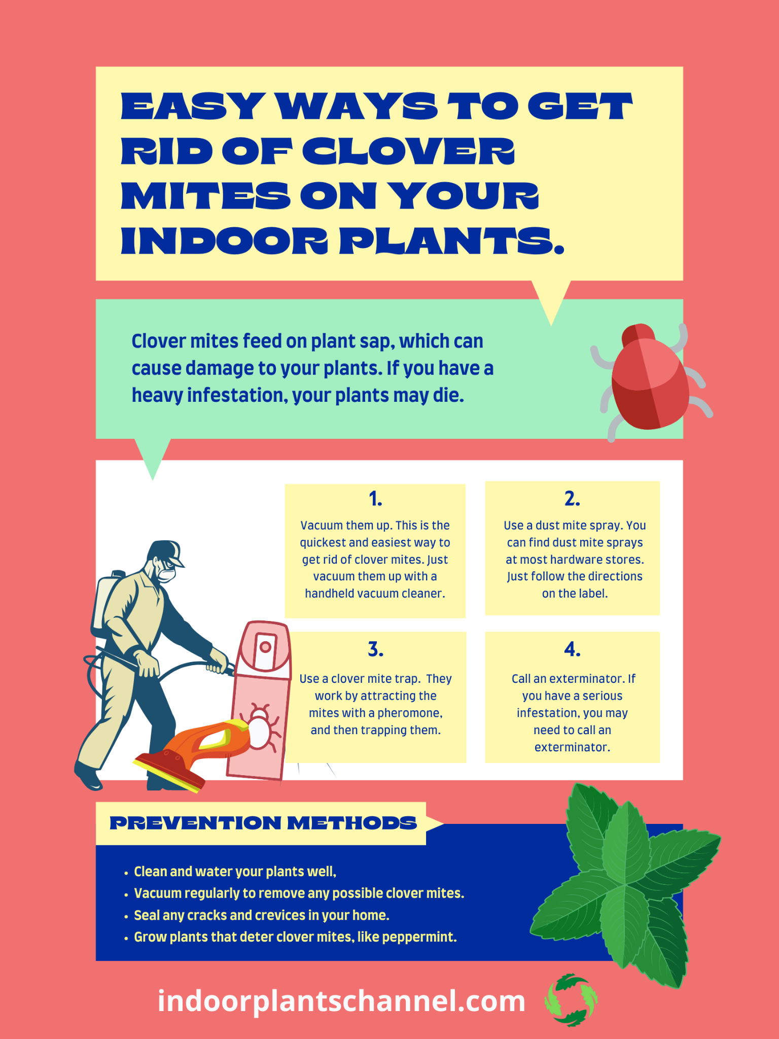 How To Get Rid Of Clover Mites On Indoor Plants