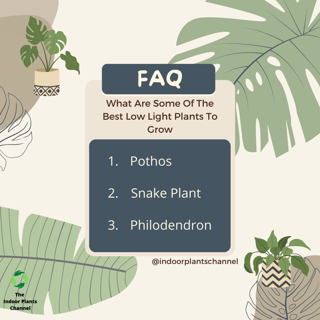 7 Answers To The Most Frequently Asked Questions About Low Light Plants