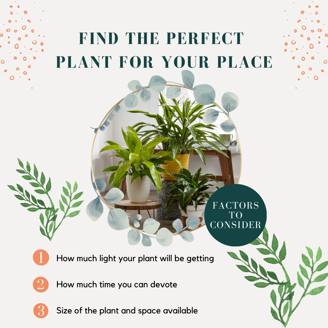 How To Find The Perfect Home Plants