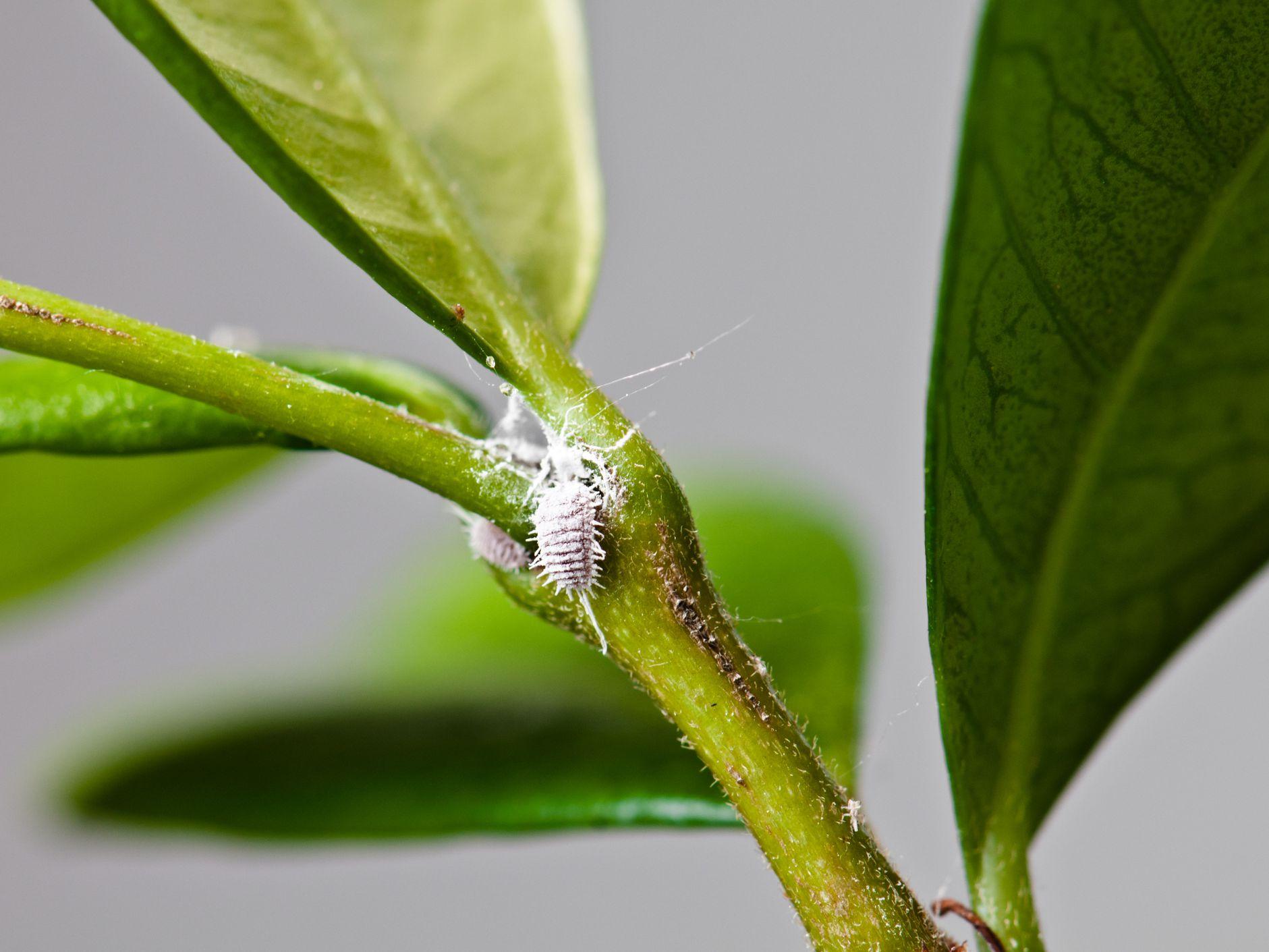 How To Get Rid Of Bugs On Indoor Plants Naturally