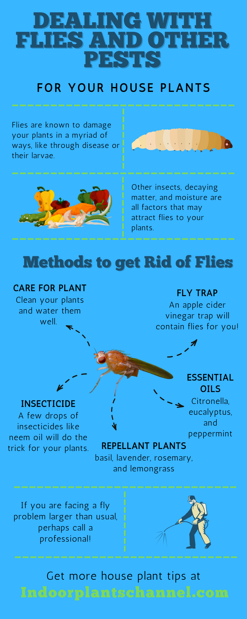 How To Get Rid Of Flies In Your House Plants Naturally