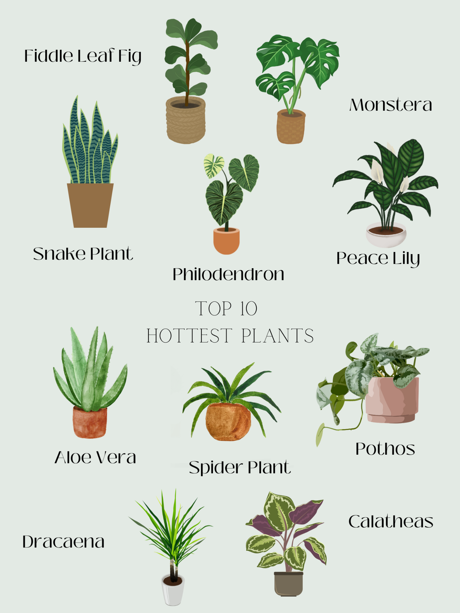 15 Up-and-coming Trends About House Plants