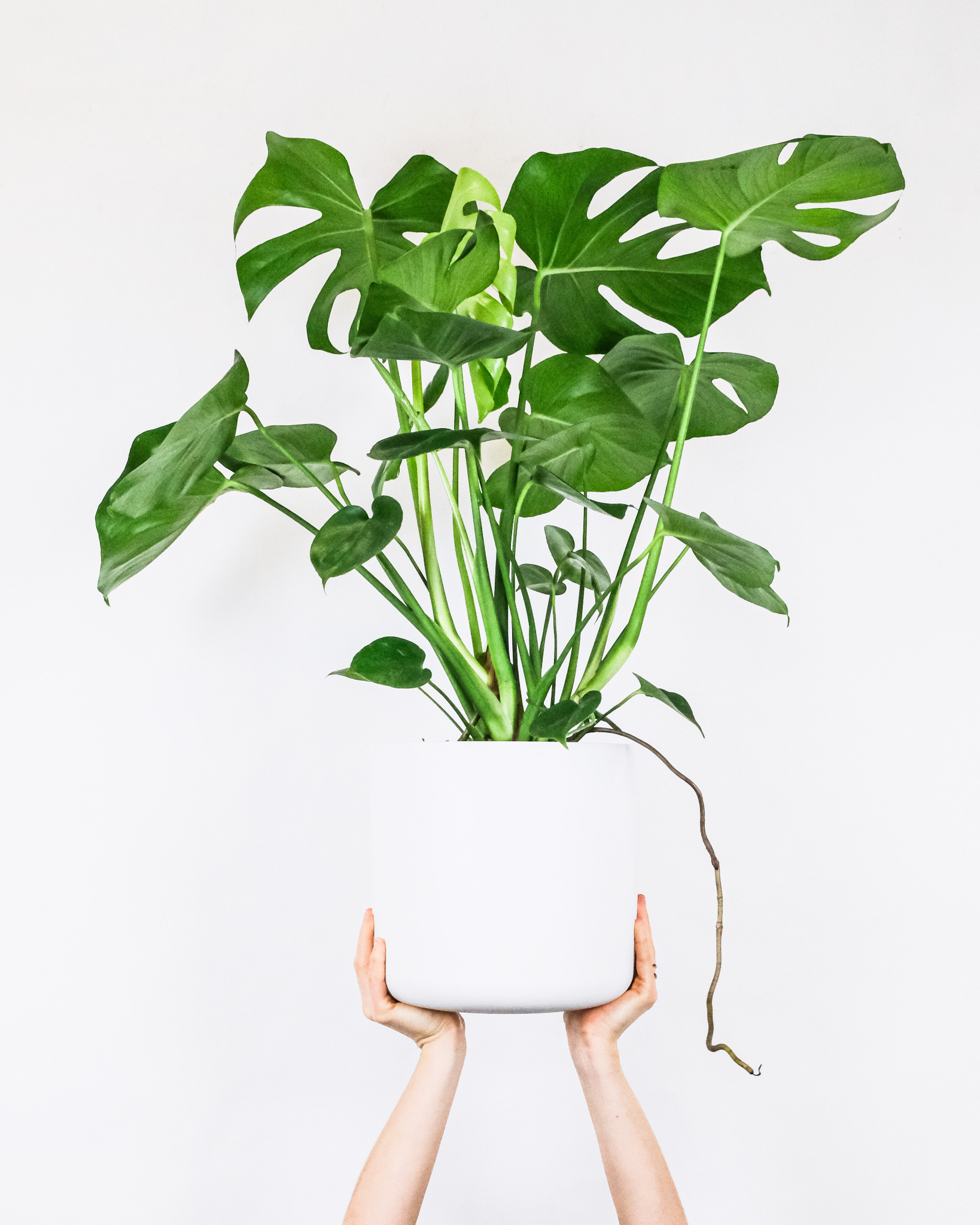 15 Up-and-coming Trends About House Plants