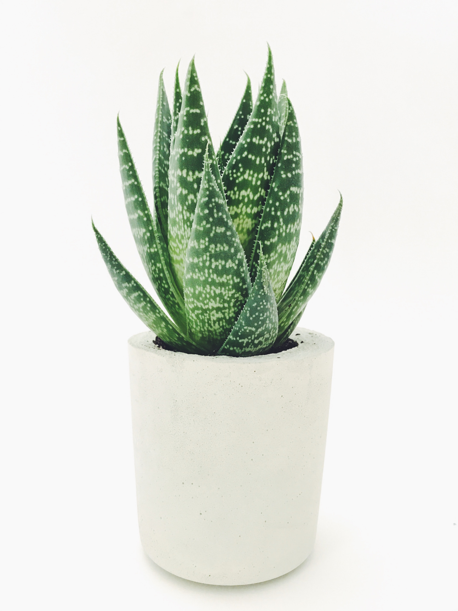 15 Up-and-coming Trends About House Plants