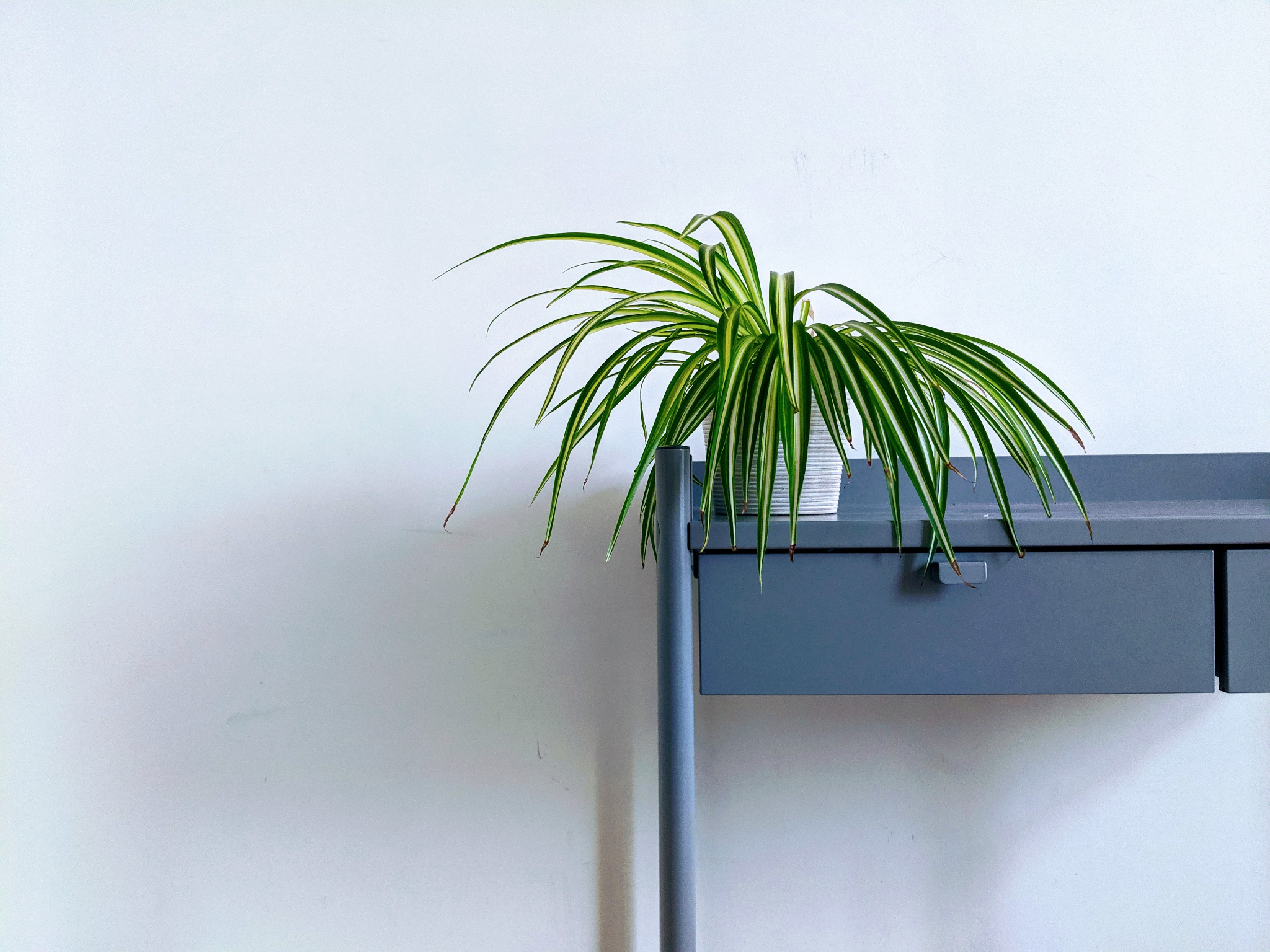 15 Up-and-coming Trends About House Plants
