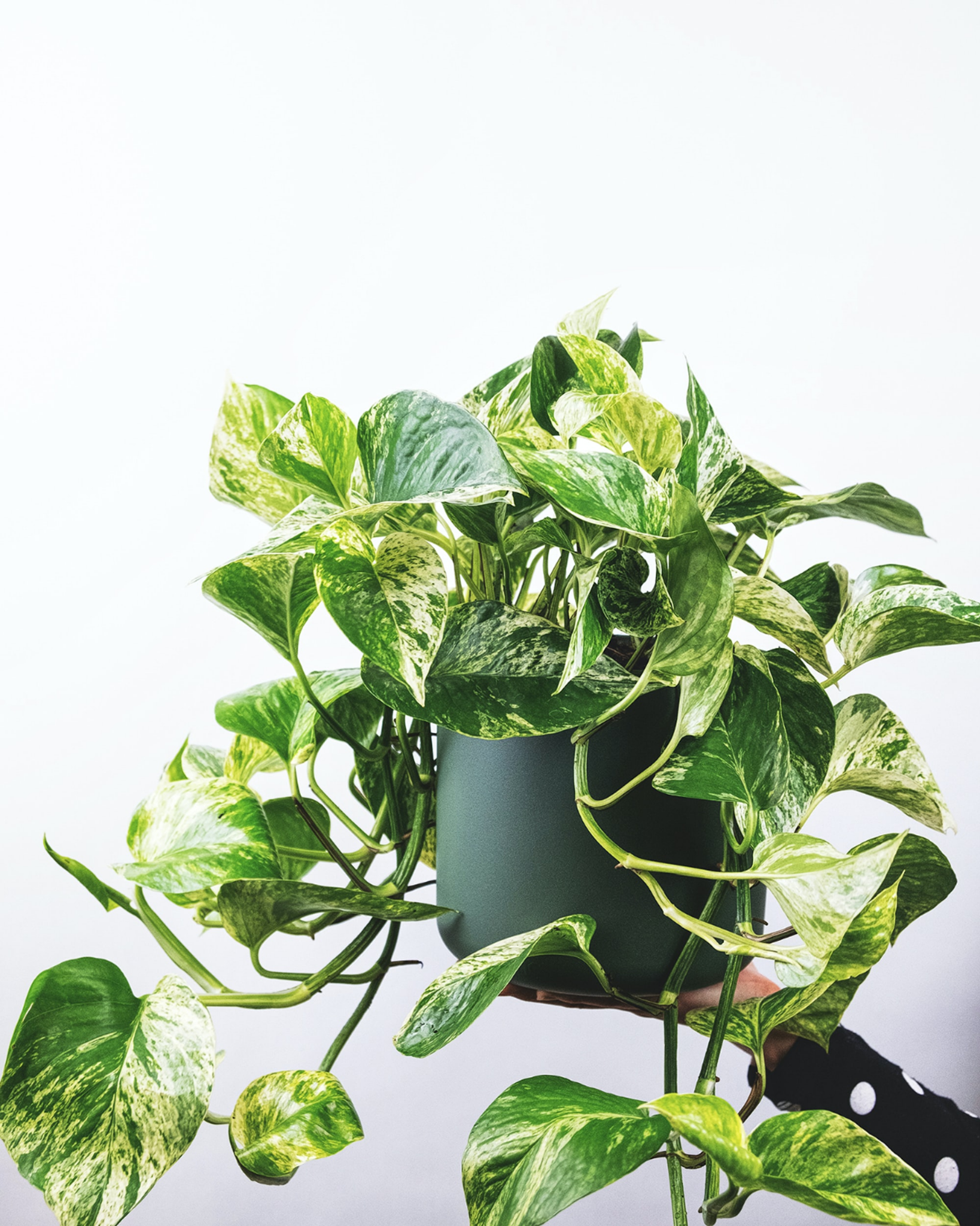 15 Up-and-coming Trends About House Plants