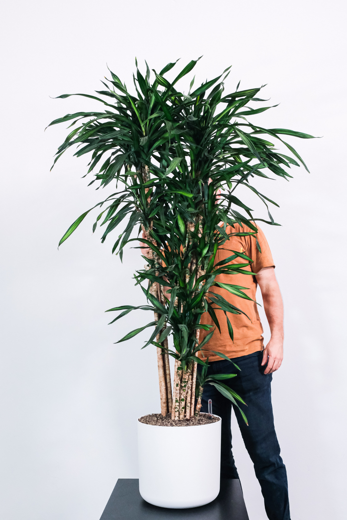 15 Up-and-coming Trends About House Plants