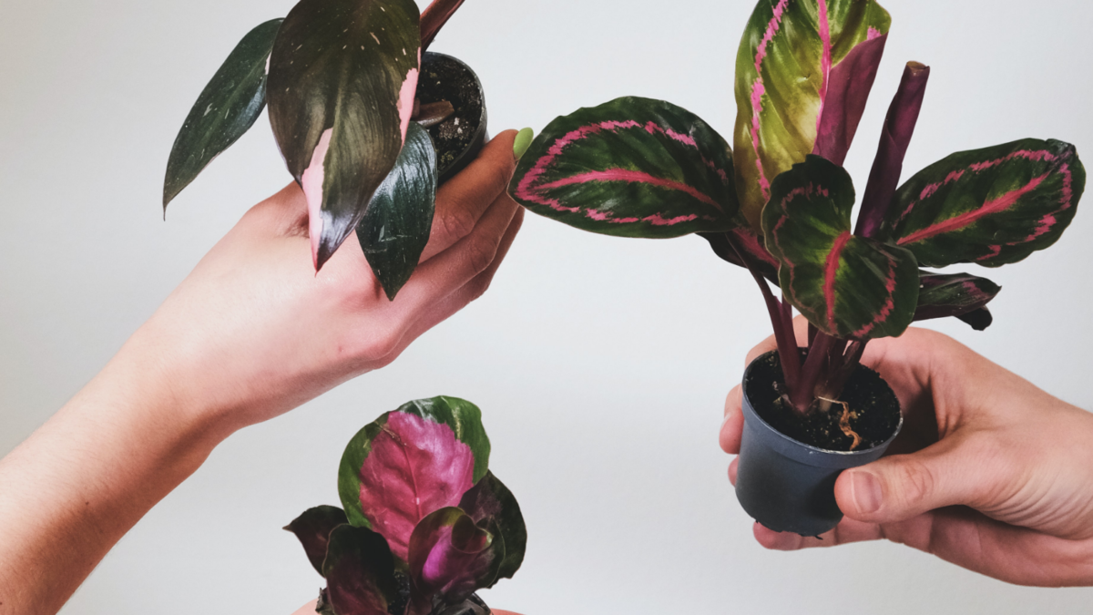 15 Up-and-coming Trends About House Plants