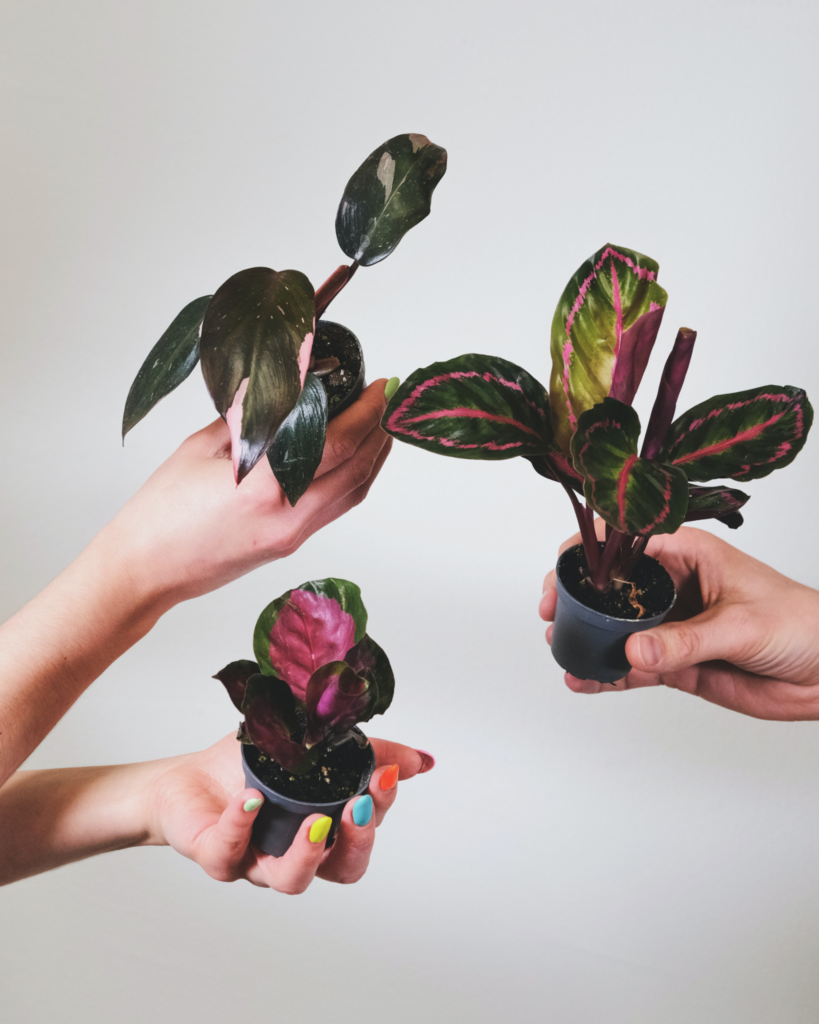 15 Up-and-coming Trends About House Plants