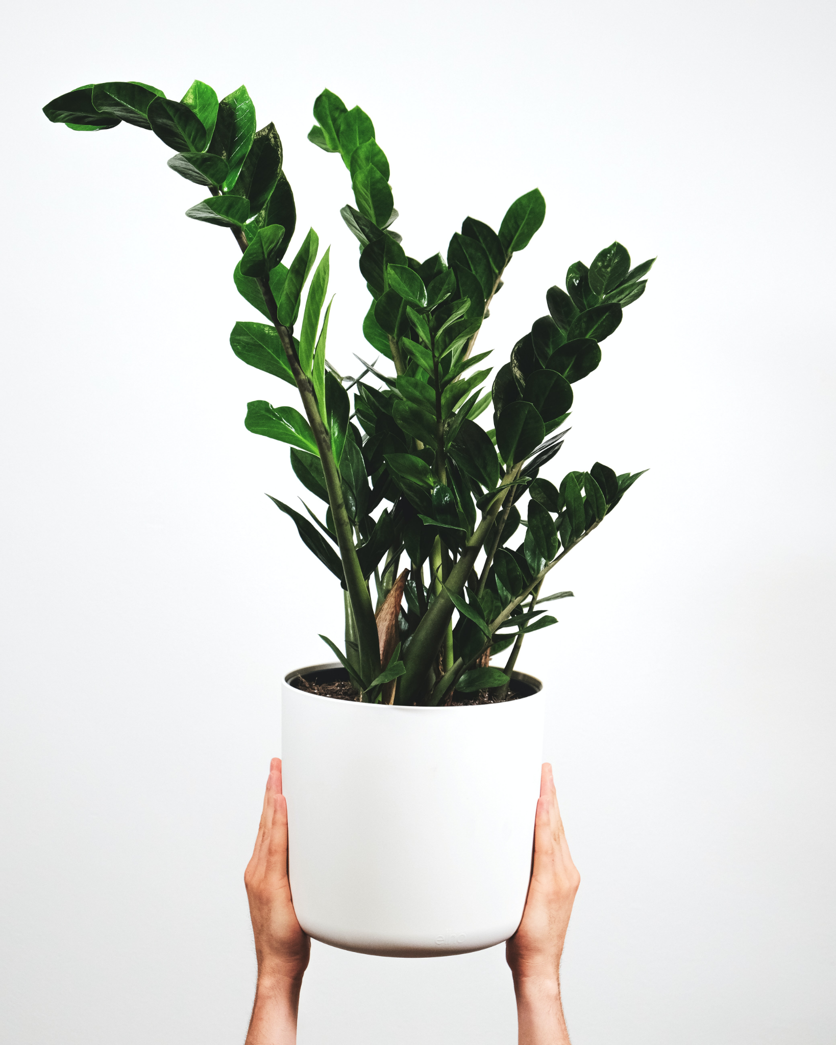 15 Up-and-coming Trends About House Plants