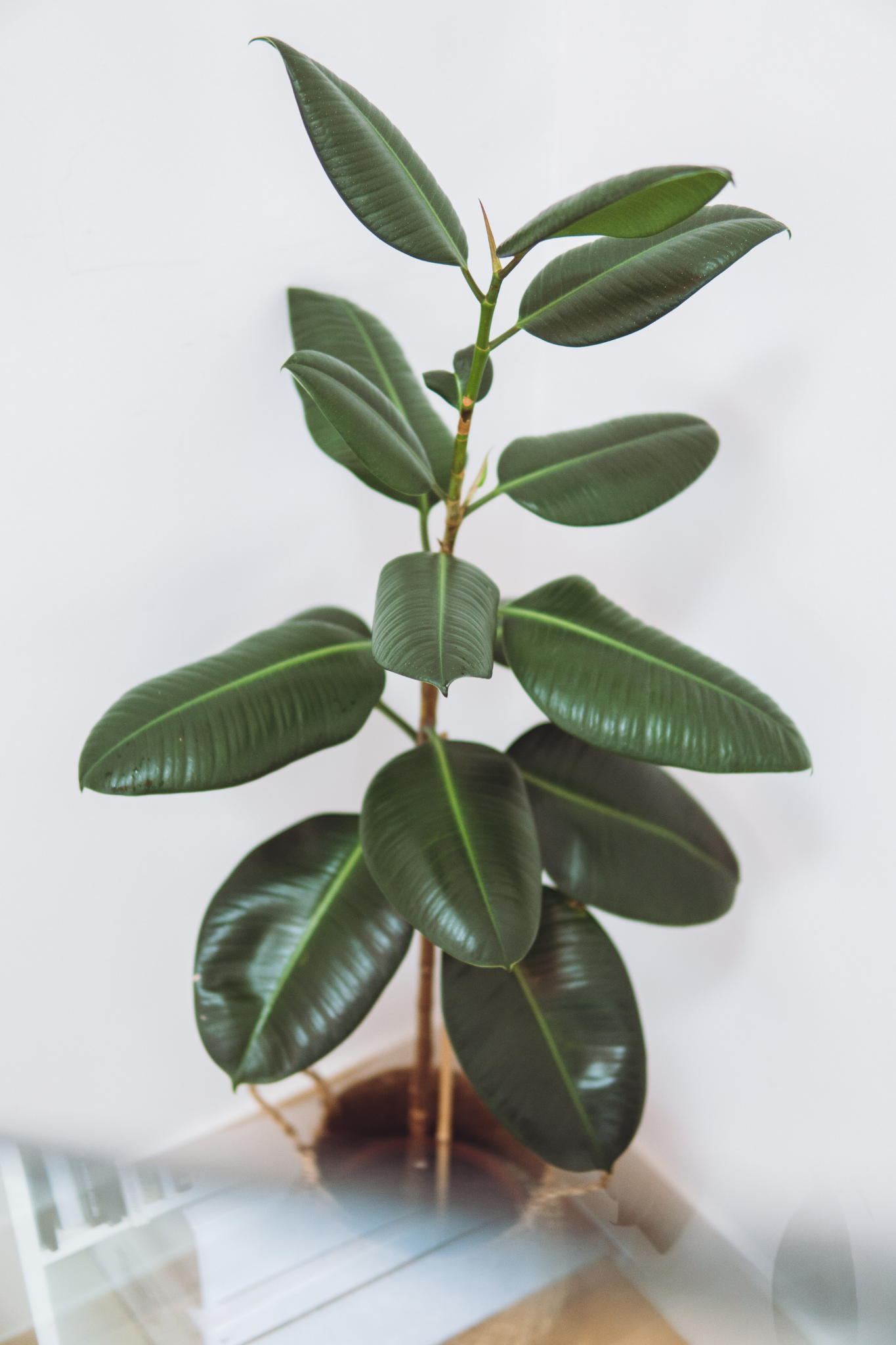15 Up-and-coming Trends About House Plants