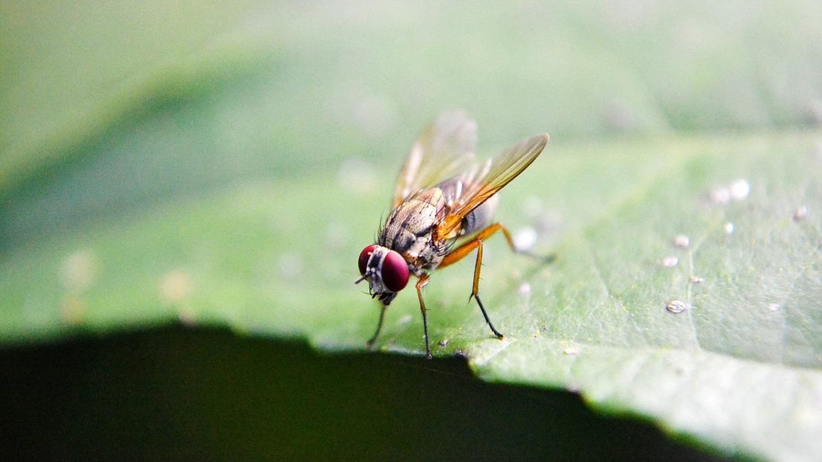 How To Get Rid Of Flies In Your House Plants Naturally