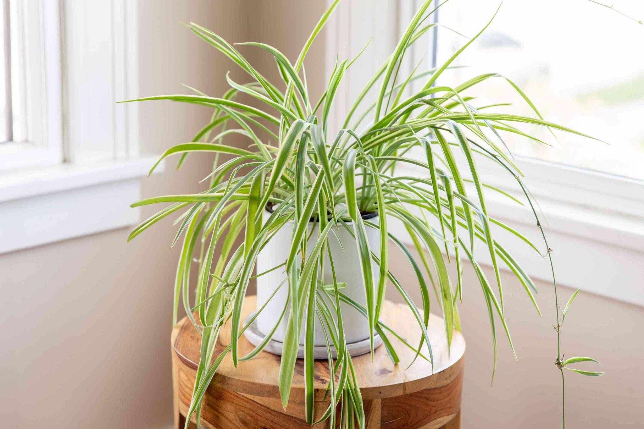 How Much Sunlight Do Spider Plants Need