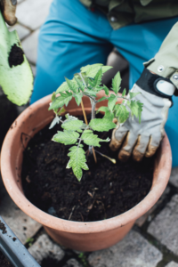 How Often Should You Water Tomato Plants In Pots